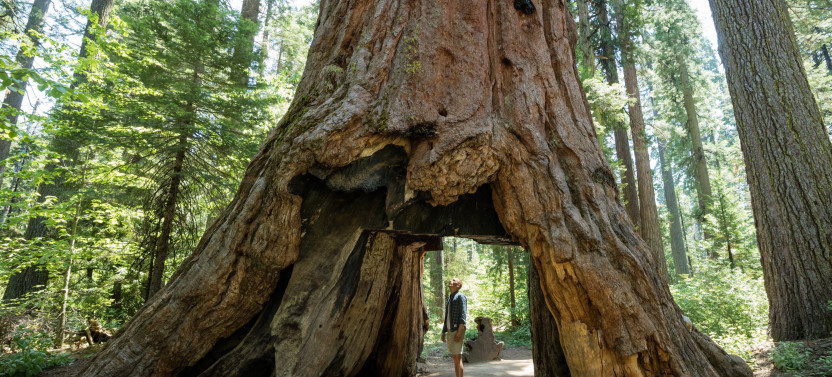One-Way Trip From San Francisco To Yosemite