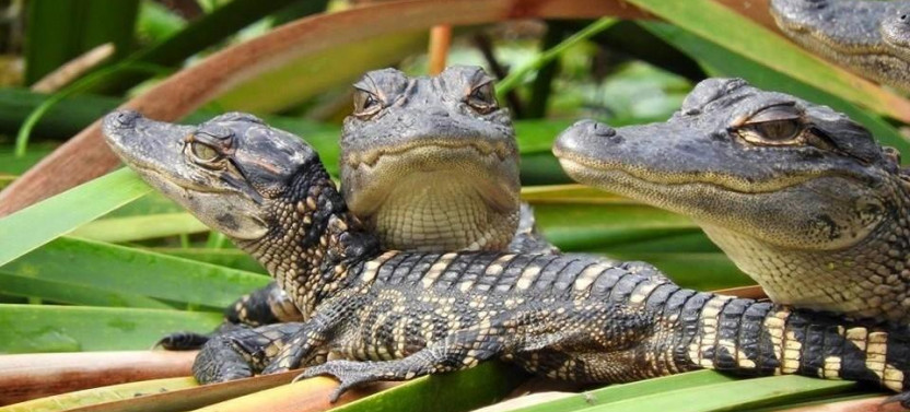 Everglades Day Safari from the Ft. Lauderdale Area