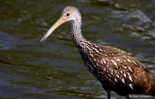 Everglades Day Safari3