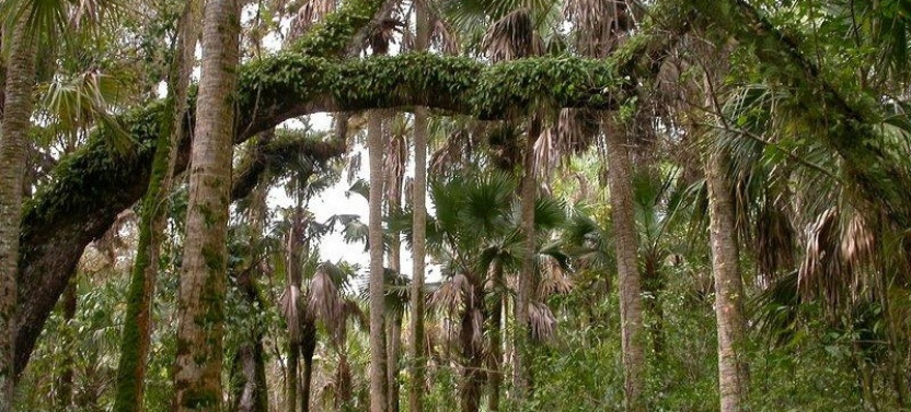 Everglades Day Safari from the Ft. Lauderdale Area