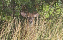 Everglades Day Safari3