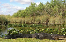 Everglades Day Safari4