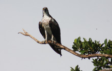 Everglades Day Safari5