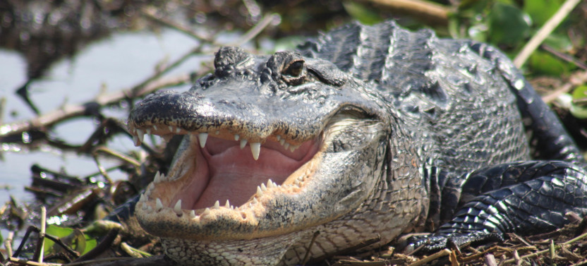 Everglades Day Safari from Fort Myers/Naples