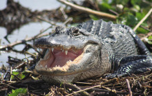 Everglades Day Safari6