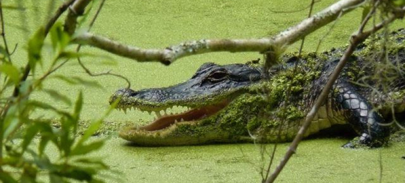Everglades Day Safari from Fort Myers/Naples