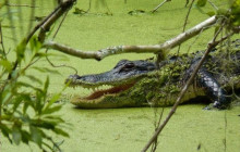 Everglades Day Safari7