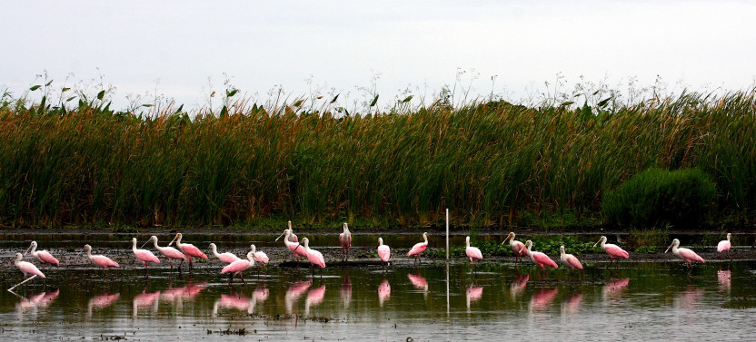 Everglades Day Safari from Miami