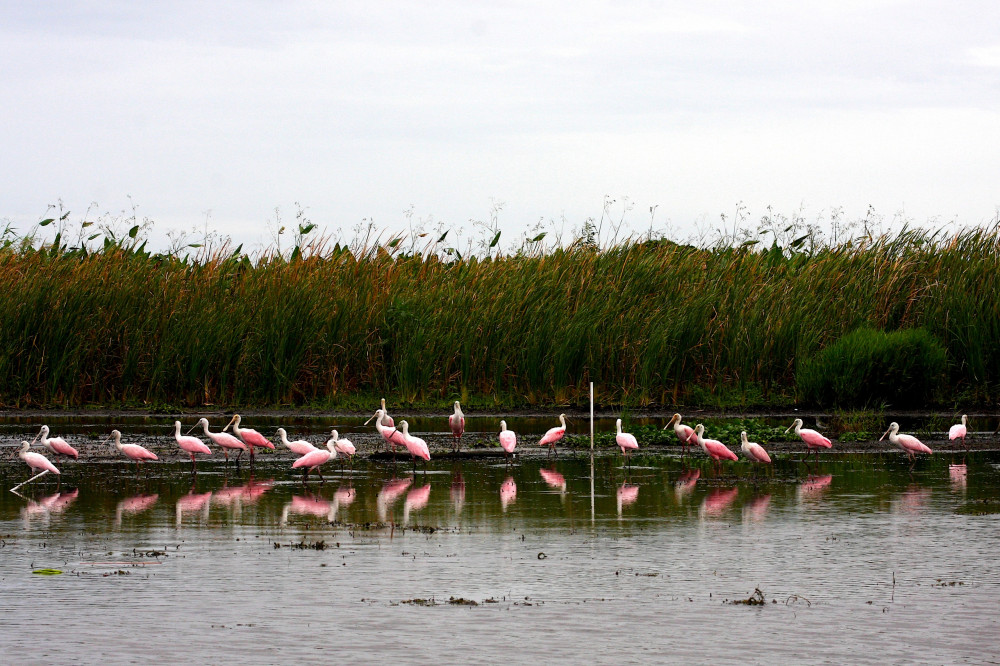 Everglades Day Safari from Miami