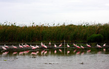 Everglades Day Safari11