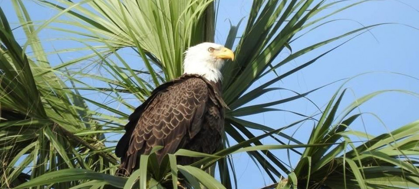 Captain Bob’s Excellent Adventure from Ft. Myers Area