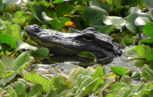 Everglades Day Safari1