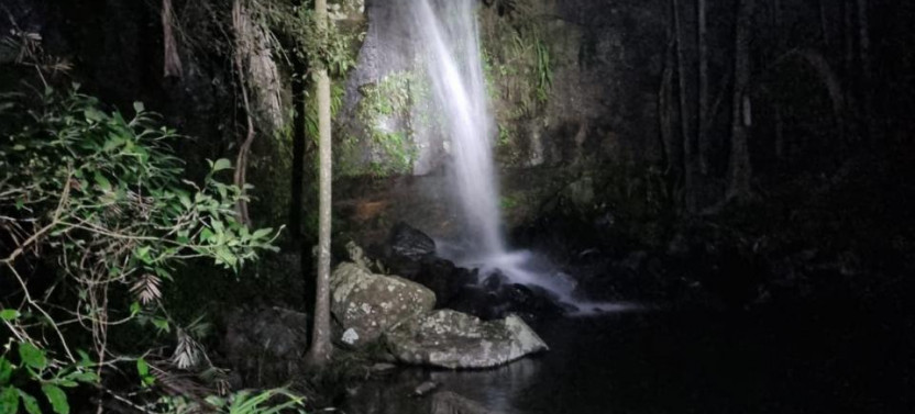 Evening Rainforest & Glow Worm Experience at Mount Tamborine