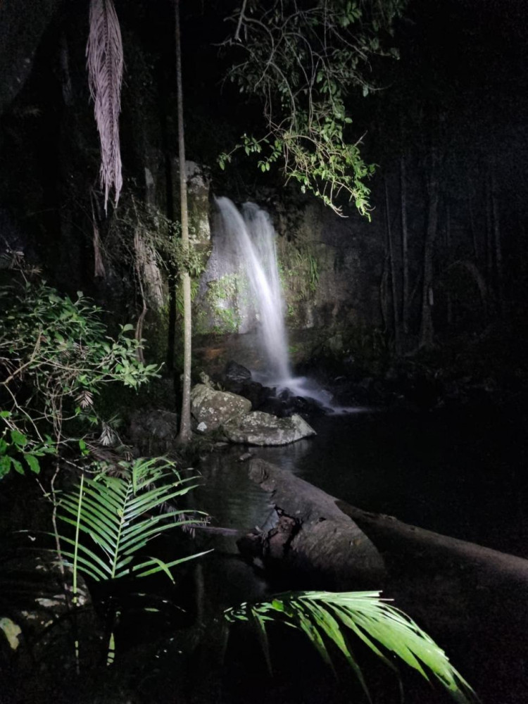 Evening Rainforest & Glow Worm Experience at Mount Tamborine Gold