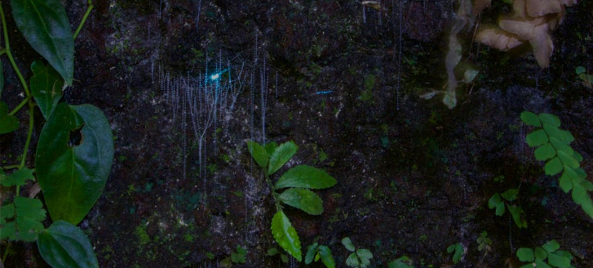 Evening Rainforest & Glow Worm Experience at Mount Tamborine