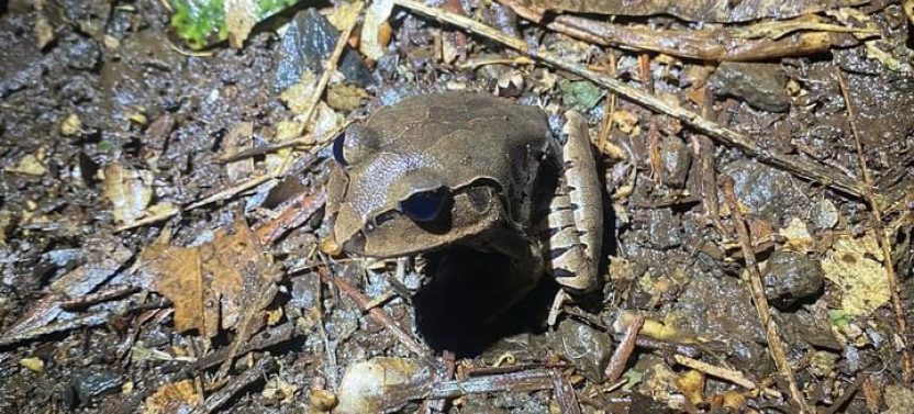 Evening Rainforest & Glow Worm Experience at Mount Tamborine