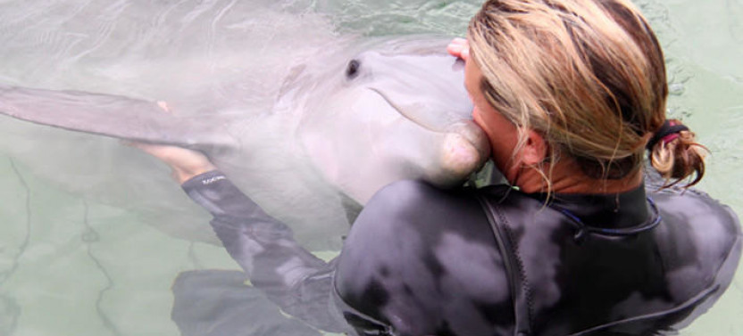Immersive Dolphin Swimming Experience