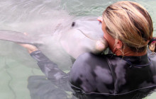 Dolphin Life1