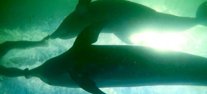 Dolphin Dockside Meet-and-Greet