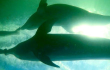 Dolphin Life2