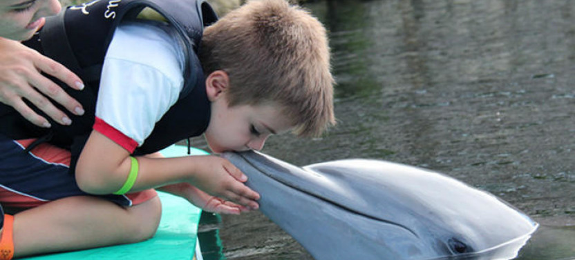 Immersive Dolphin Swimming Experience