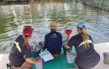 Dolphin Life6