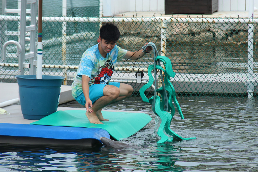 Enrichment in Action - Play with Dolphins