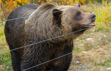 Discover Grizzly Bears Tours
