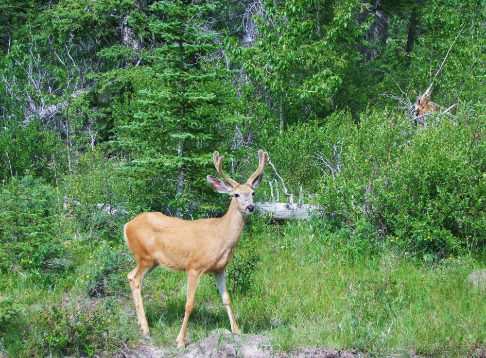 Evening Wildlife Safari Park Tour Banff Project Expedition Evening Wildlife Safari Park Tour Banff Project Expedition