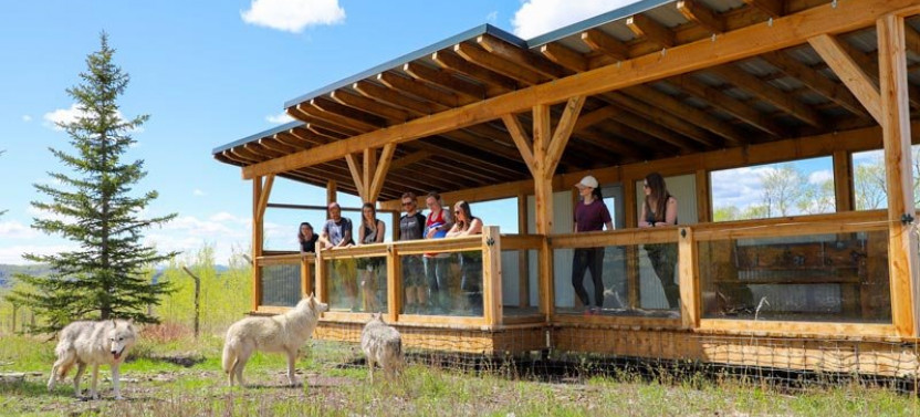 Wolfdog Sanctuary Intro Tour