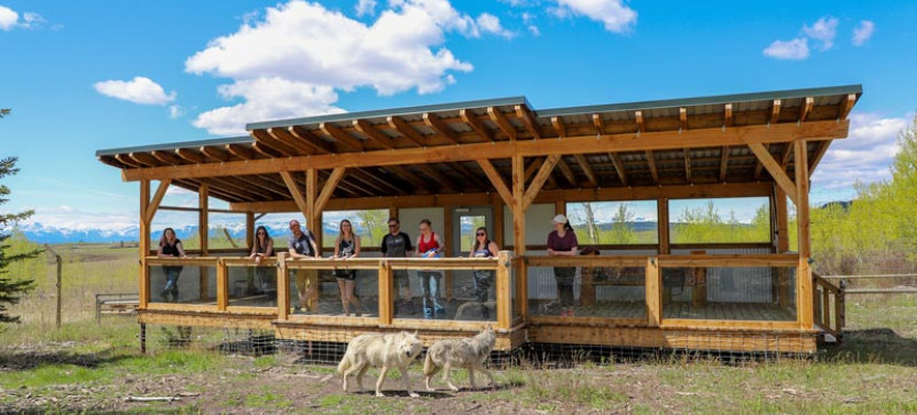 Wolfdog Sanctuary Intro Tour