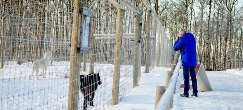 Wolfdog Sanctuary Self-Guided Walk