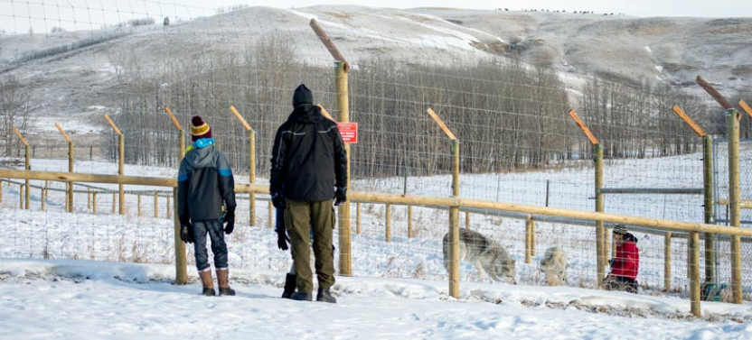 Wolfdog Sanctuary Self-Guided Walk