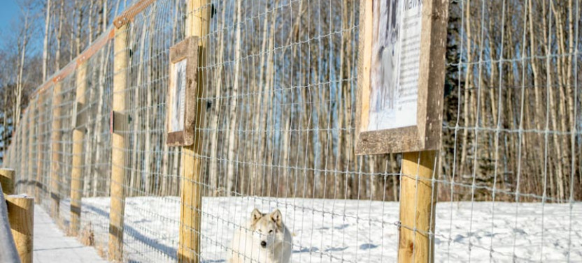 Wolfdog Sanctuary Self-Guided Walk