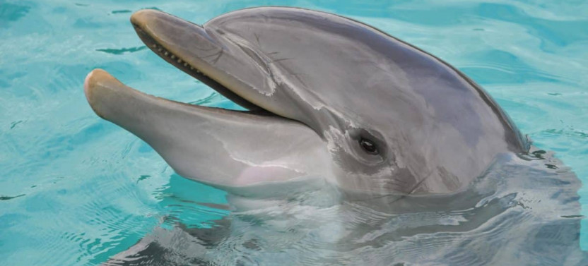 90 Minute Hilton Head Dolphin Tour