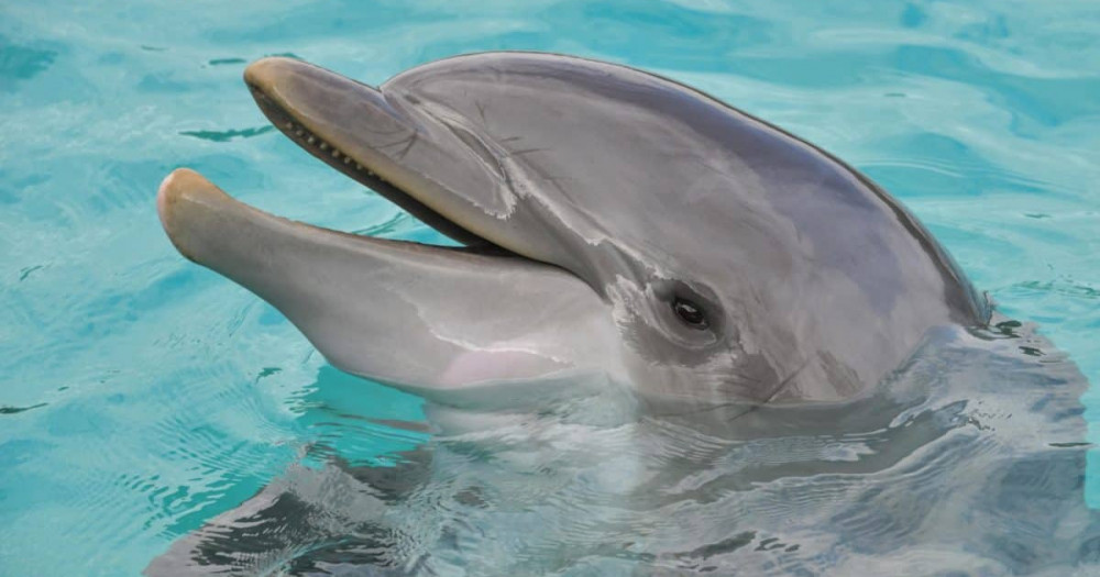 90 Minute Hilton Head Dolphin Tour