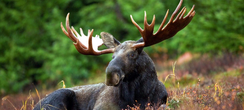 Moose Photo Safari