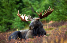 Moose Photo Safari
