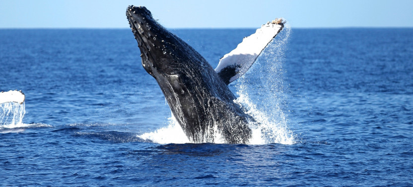Waikiki Humpback Whale Watching Tour with Trolley Ride