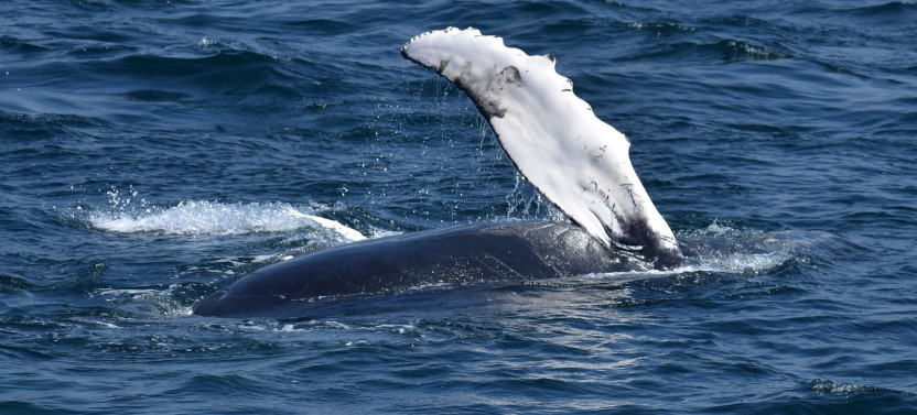 Waikiki Humpback Whale Watching Tour with Trolley Ride