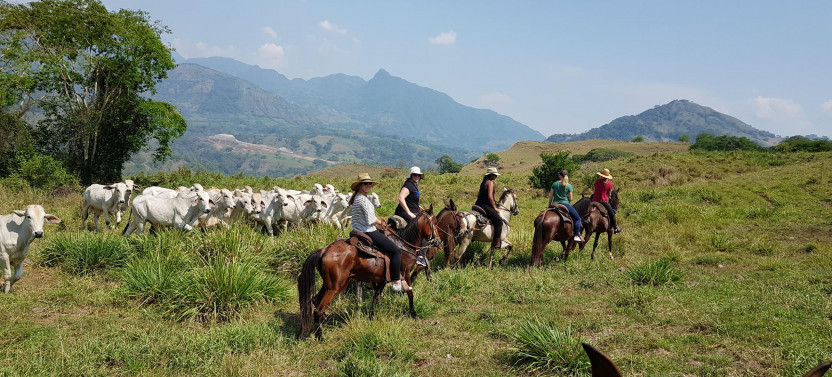 Medellin Horse-Back Ride Around Cattle Ranch