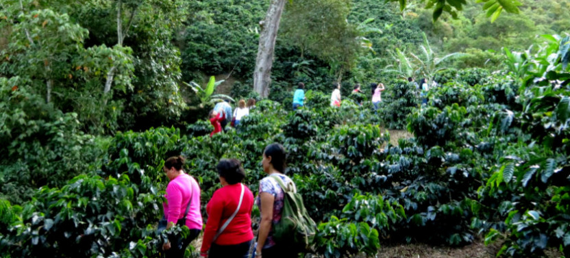 Private Medellín Express Coffee Tour