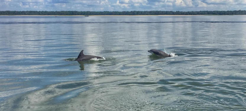 Hilton Head Dolphin Tour