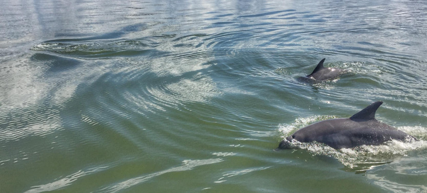 Hilton Head Dolphin Tour