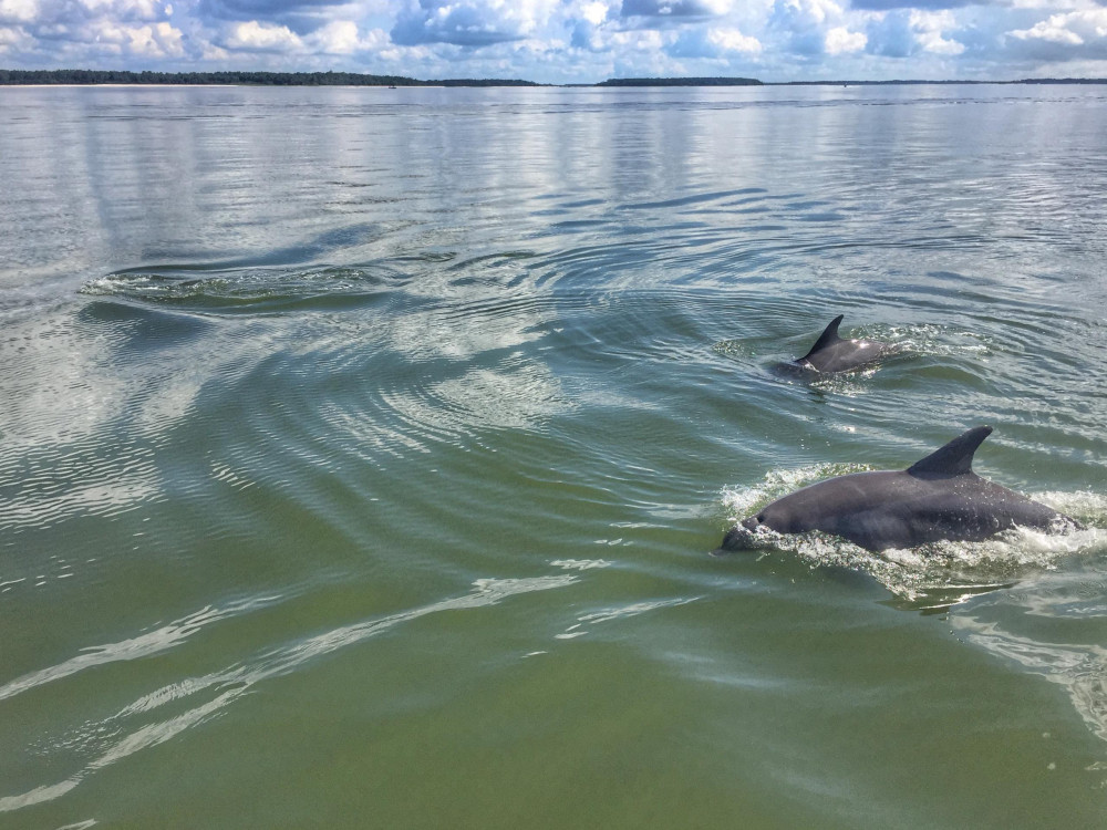 dolphin eco tour hilton head