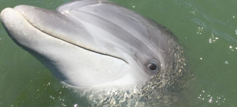 Hilton Head Dolphin Tour