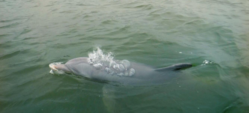 Dolphins & Donuts