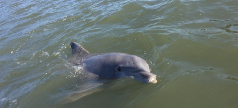 Private Dolphin Watching Tour With Disappearing Island
