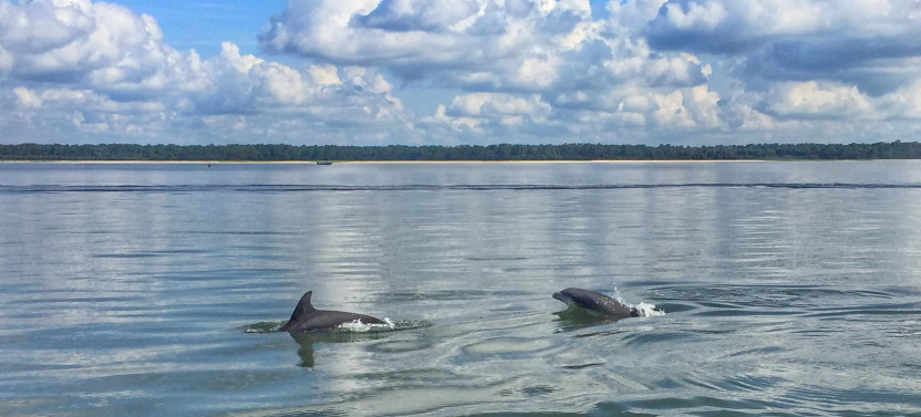 Private Dolphin Watching Tour With Disappearing Island