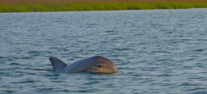 2 Hour Dolphin Watching Tour with Disappearing Island